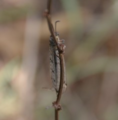 Distoleon tetragrammicus