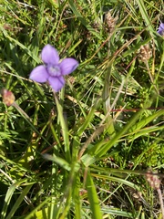 Gentianella campestris