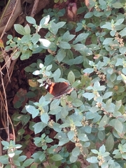 Vanessa atalanta