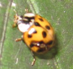 Harmonia axyridis