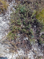 Thymus calcareus