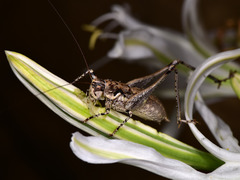 Rhacocleis insularis