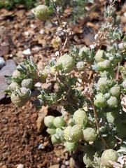 Atriplex vesicaria