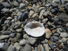 Spisula sachalinensis