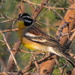 Emberiza flaviventris flaviventris - Photo (c) Gawie Malan, algunos derechos reservados (CC BY-NC), subido por Gawie Malan