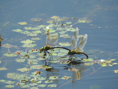 Anax parthenope julius