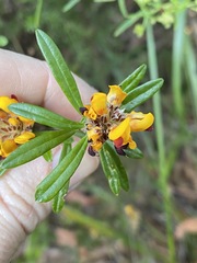 Pultenaea myrtoides