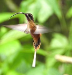 Phaethornis syrmatophorus