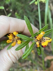 Pultenaea myrtoides