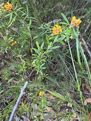 Pultenaea myrtoides