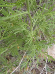 Garuleum bipinnatum
