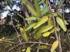 Ehretia saligna membranifolia