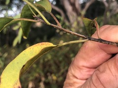 Ehretia saligna membranifolia