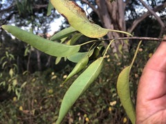 Ehretia saligna membranifolia