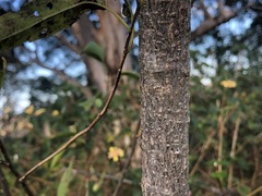 Ehretia saligna membranifolia