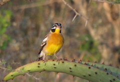 Emberiza flaviventris flaviventris