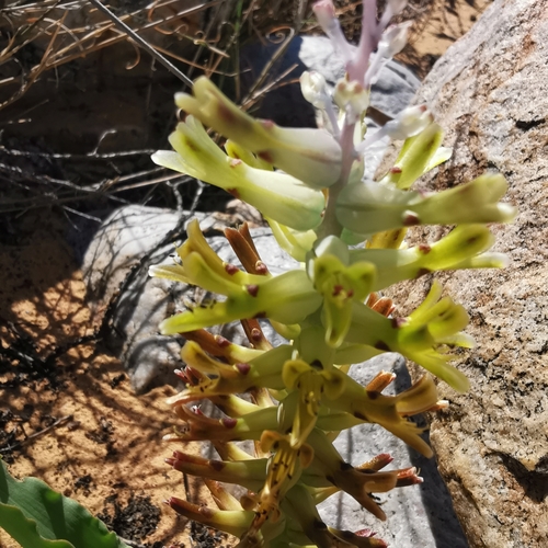 Image of Lachenalia marginata by no rights reserved