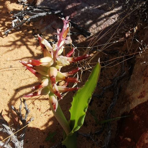 Lachenalia marginata