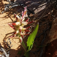 Lachenalia marginata