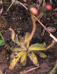 Drosera zeyheri