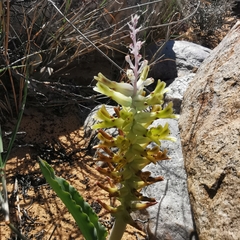 Lachenalia marginata