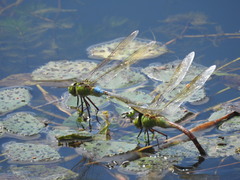 Anax parthenope julius