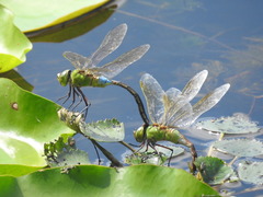Anax parthenope julius