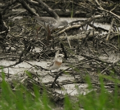 Charadrius mongolus
