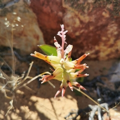 Lachenalia marginata
