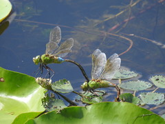 Anax parthenope julius