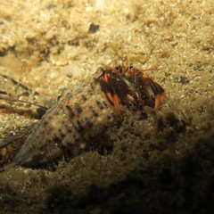Clibanarius humilis