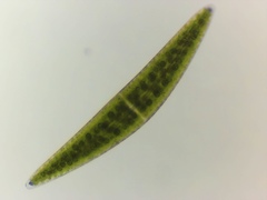 Closterium lunula