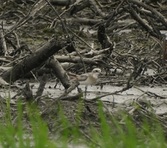Charadrius mongolus