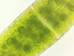 Closterium lunula
