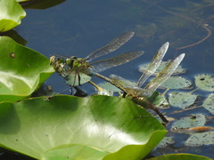 Anax parthenope julius