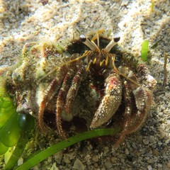 Dardanus scutellatus