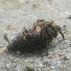 Clibanarius snelliusi