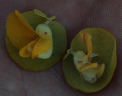 Rafnia amplexicaulis