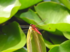 Crocothemis servilia
