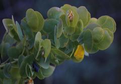 Rafnia amplexicaulis