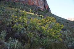 Rafnia amplexicaulis