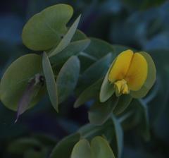 Rafnia amplexicaulis