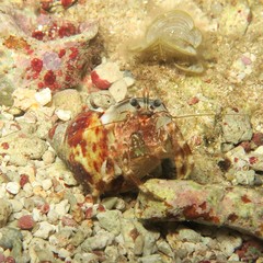 Pagurus hirtimanus