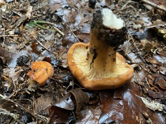 Lactifluus oedematopus