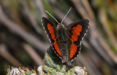 Capys alphaeus alphaeus