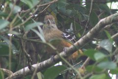 Thamnophilus caerulescens