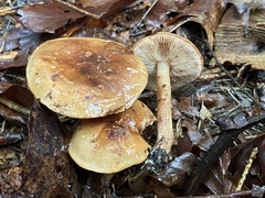 Tricholoma ustale