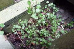 Teucrium parvifolium