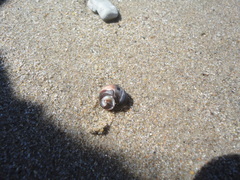 Littorina mandshurica