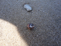 Littorina mandshurica